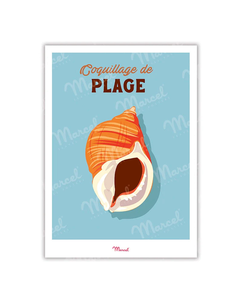 Carte postale - Coquillage de plage