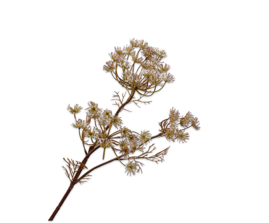 Branche d'aneth rose