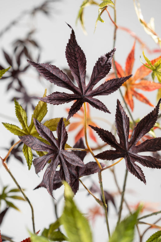 Branche d'érable violet