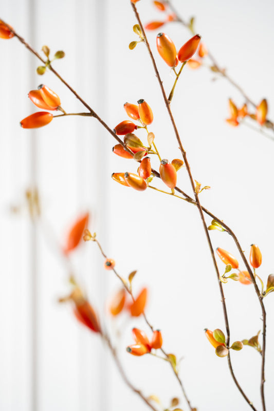 Branche d'églantier orange