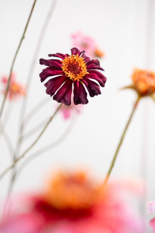 Branche de zinnia bordeaux