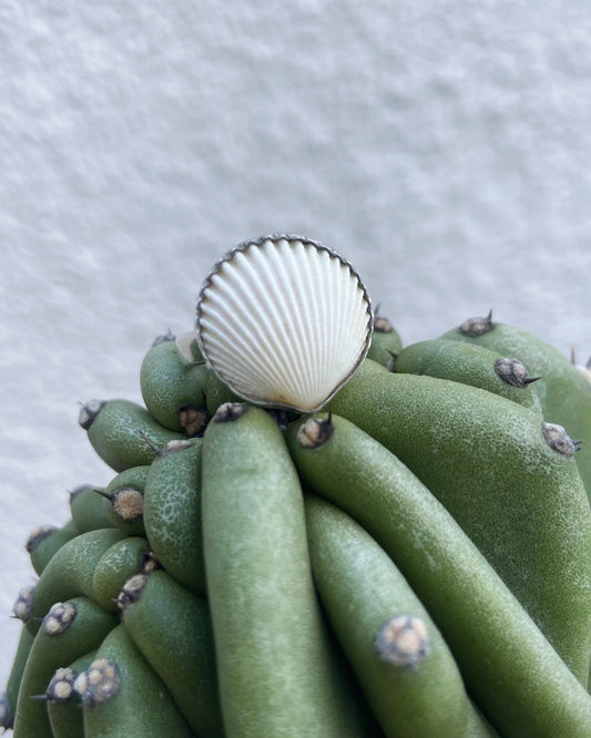 bague coquillage coque