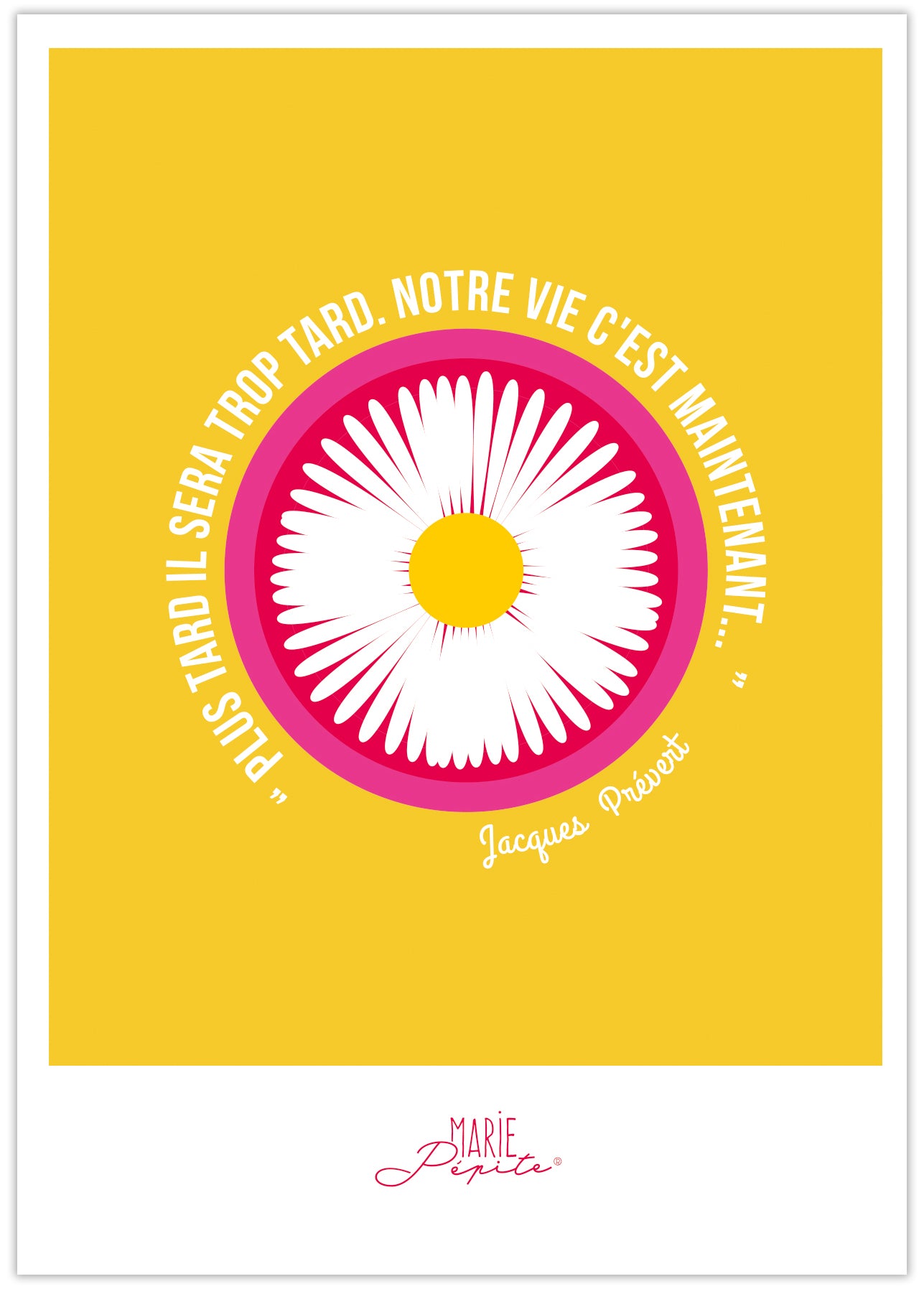 Carte postale - Pâquerette